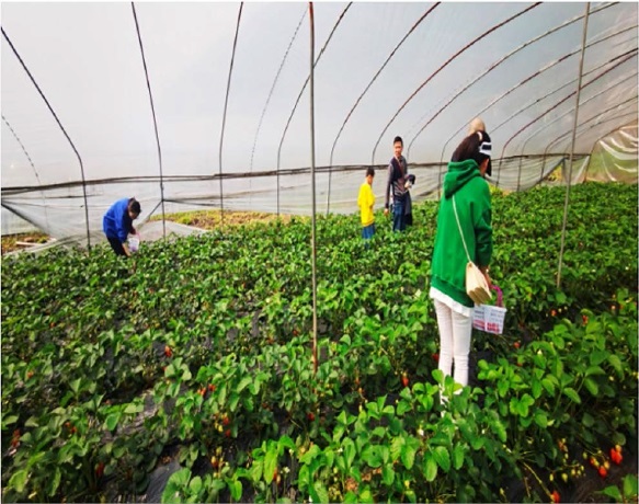 1710394315483223.jpg 摘草莓1.jpg