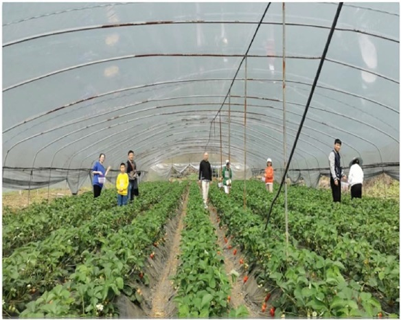 1710394325219165.jpg 摘草莓2.jpg